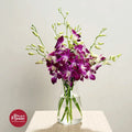 Dendrobium Orchid SN