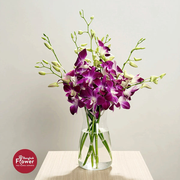 Dendrobium Orchid SN