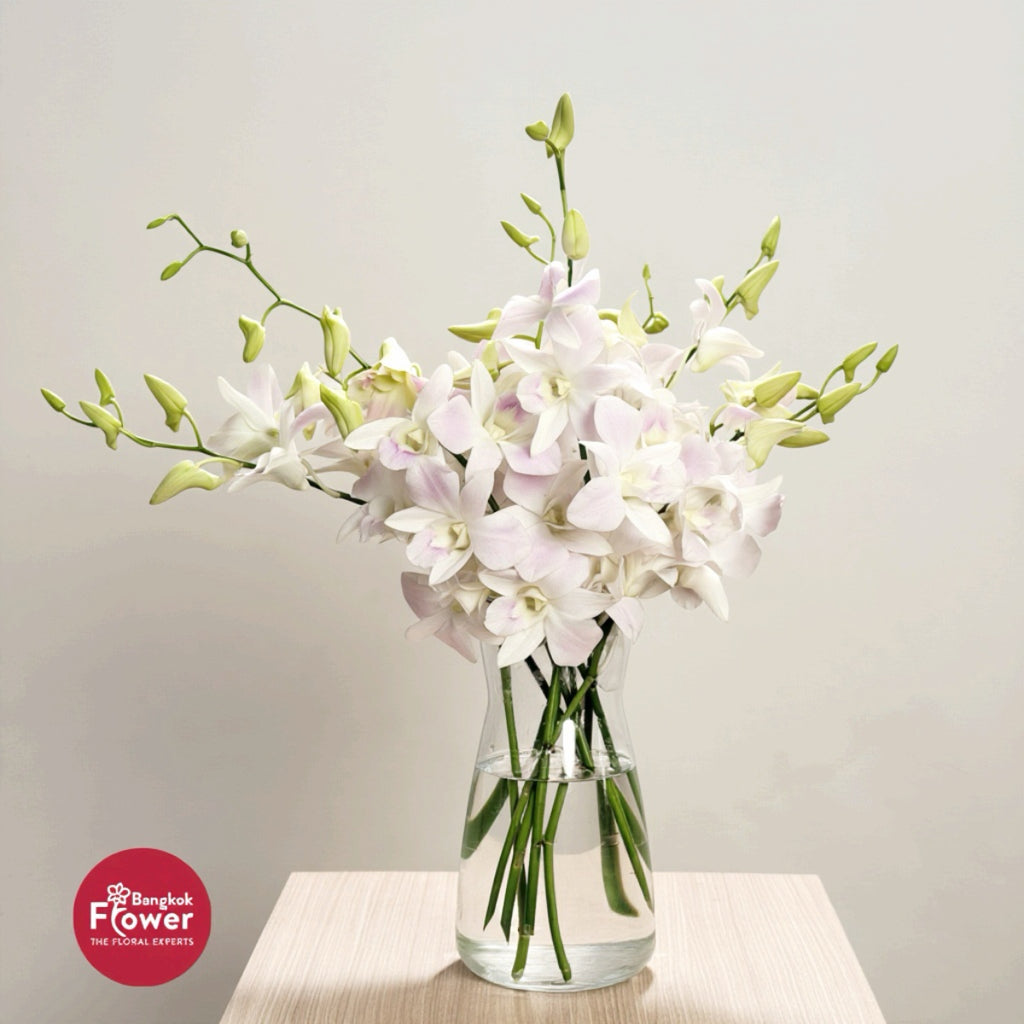 Dendrobium Orchid BL