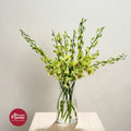 Dendrobium Orchid BJ