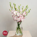 Dendrobium Orchid LJS