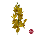 Mokara Orchid JITI
