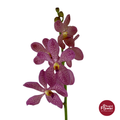 Mokara Orchid JK