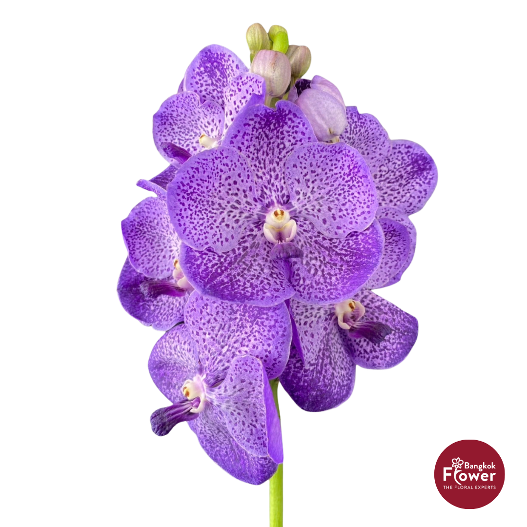 Vanda Orchid Light Purple