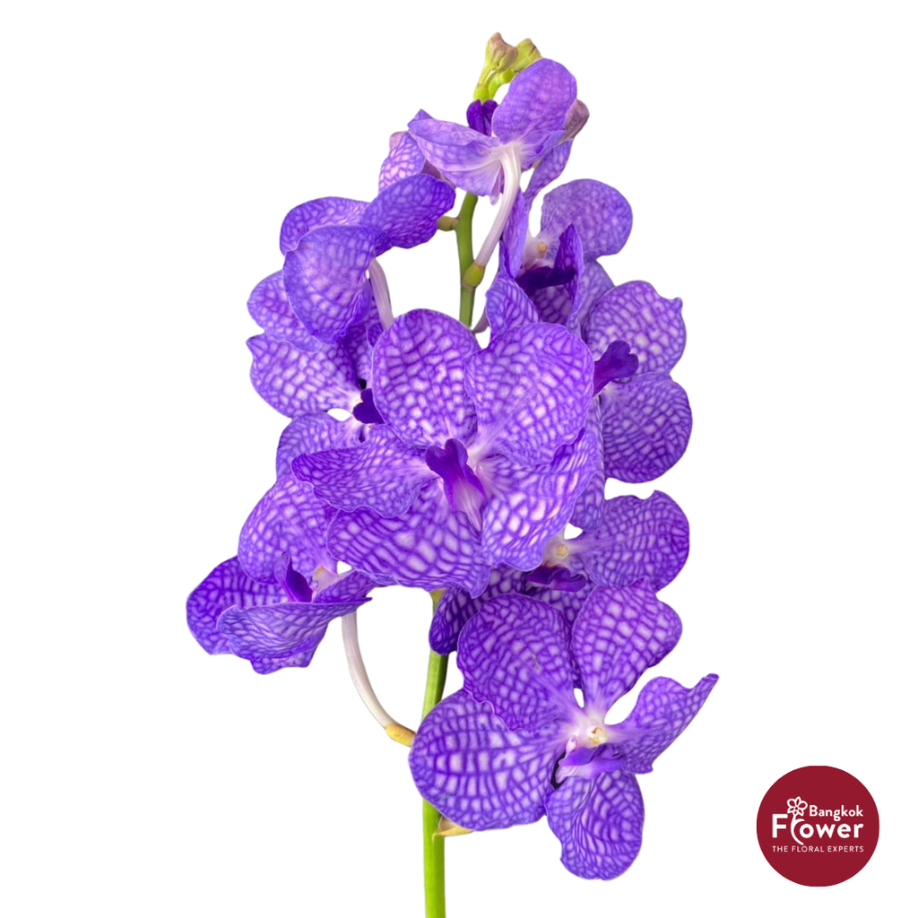Vanda Orchid Light Purple