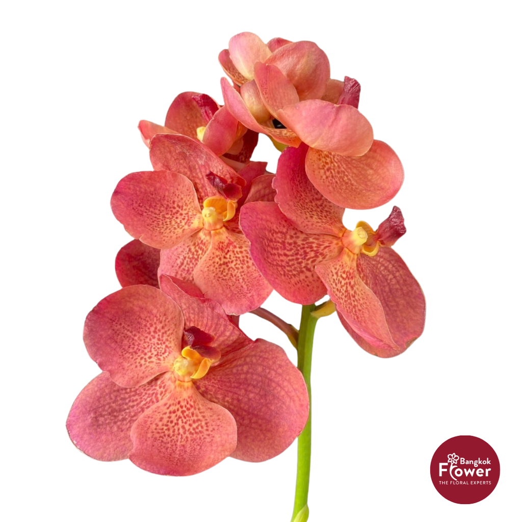 Vanda Orchid Light Orange Brown