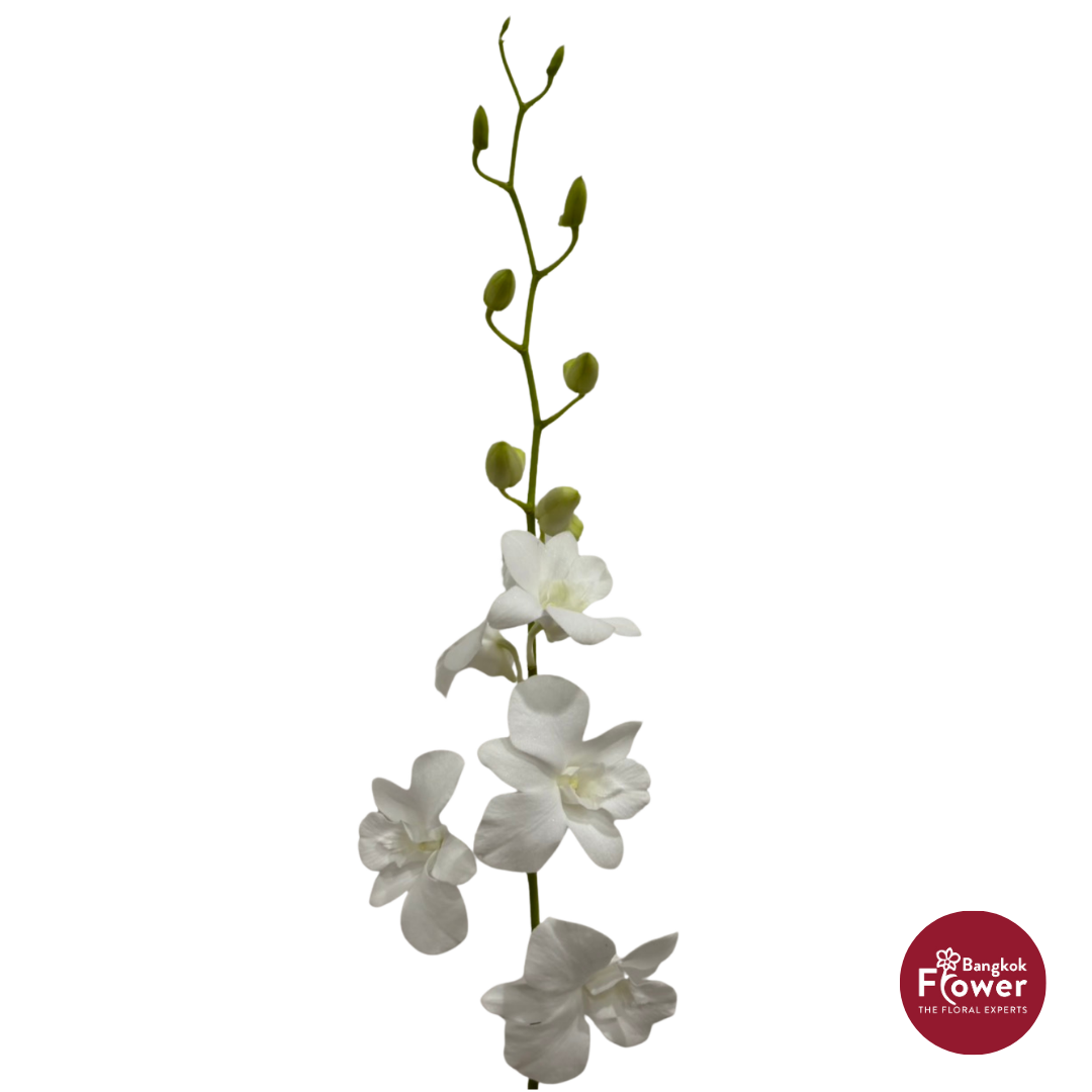 Dendrobium Orchid JW