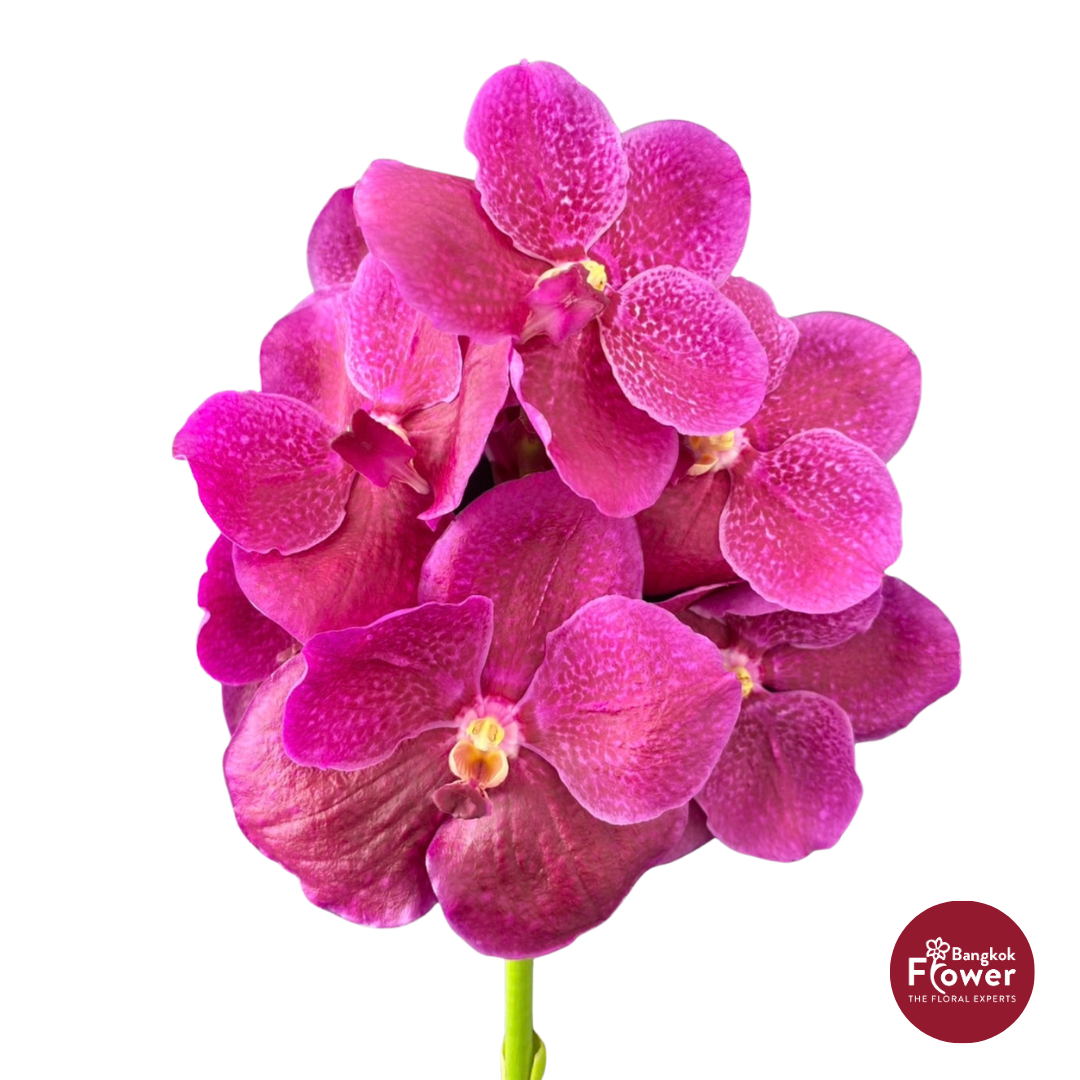 Vanda Orchid Dark Pink