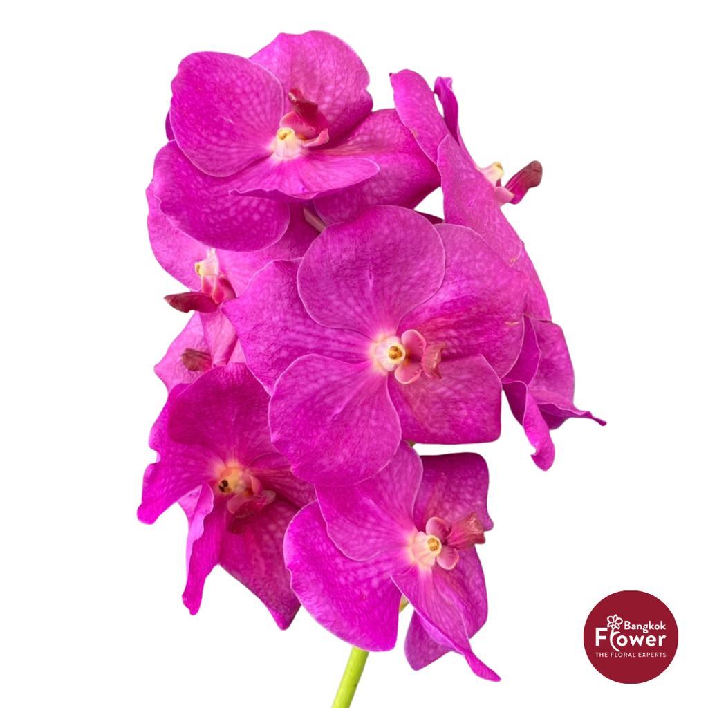 Vanda Orchid Hot Pink