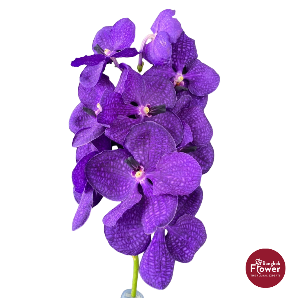 Vanda Orchid Purple