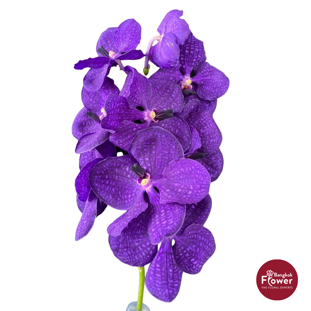 Vanda Orchid Purple