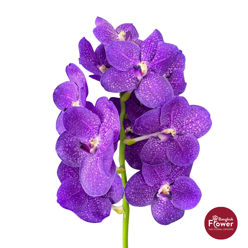 Vanda Orchid Purple
