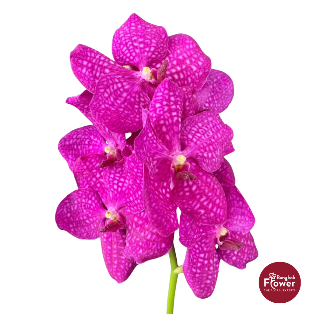 Vanda Orchid Hot Pink