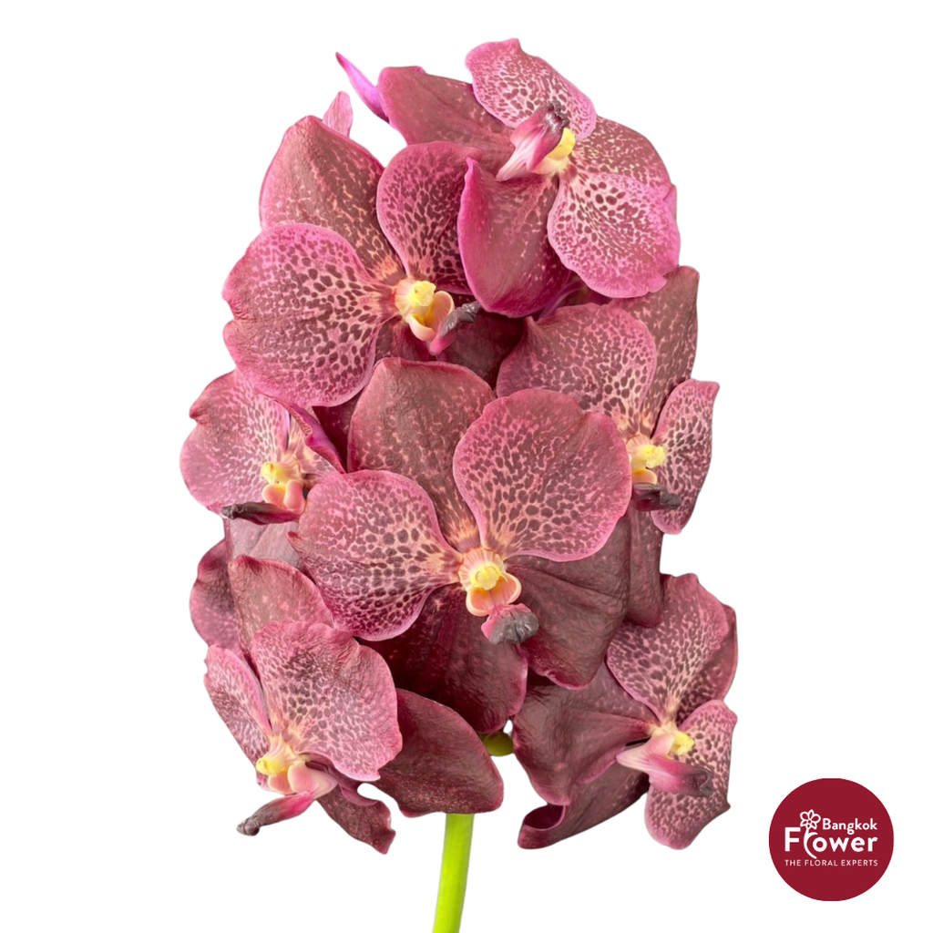 Vanda Orchid Maroon Red