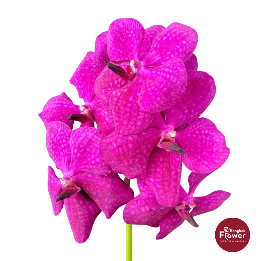 Vanda Orchid Hot Pink