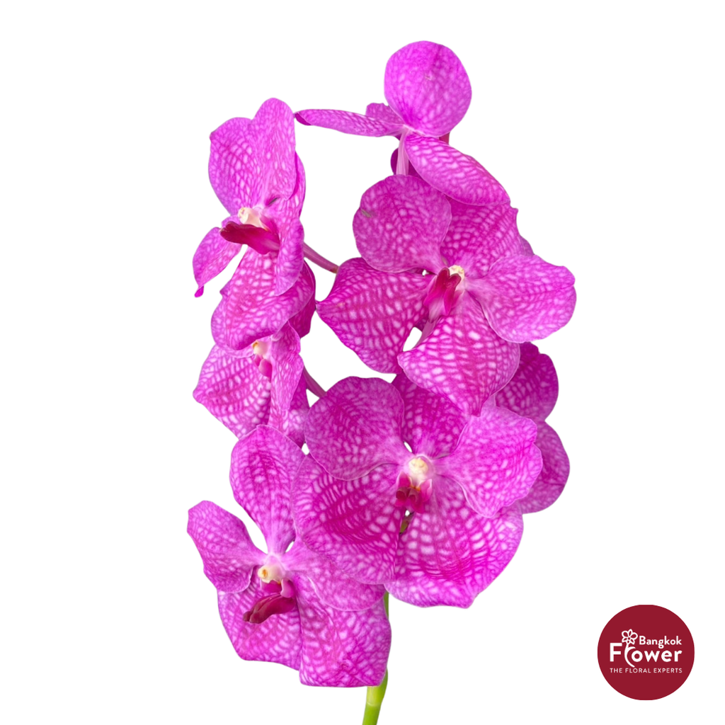 Vanda Orchid Light Pink