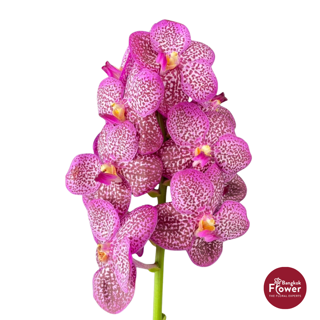 Vanda Orchid Gray Pink