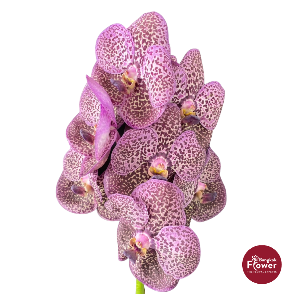 Vanda Orchid Gray Purple