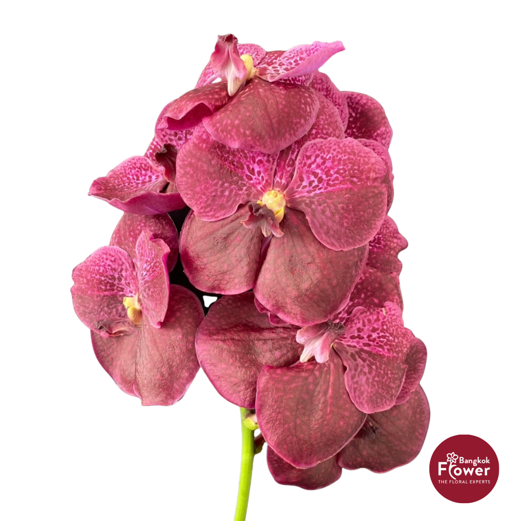 Vanda Orchid Maroon Red