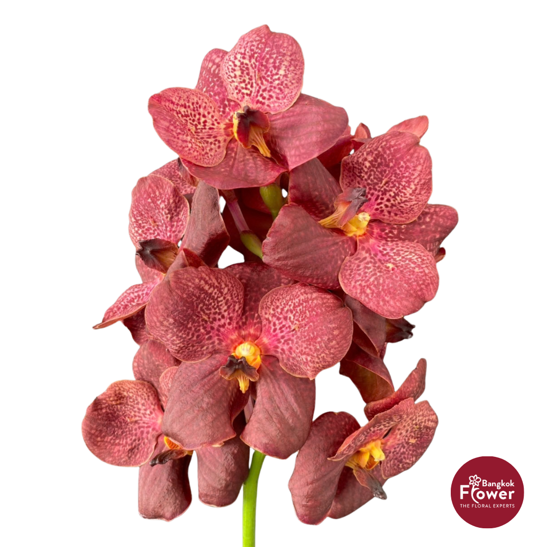Vanda Orchid Dark Brown
