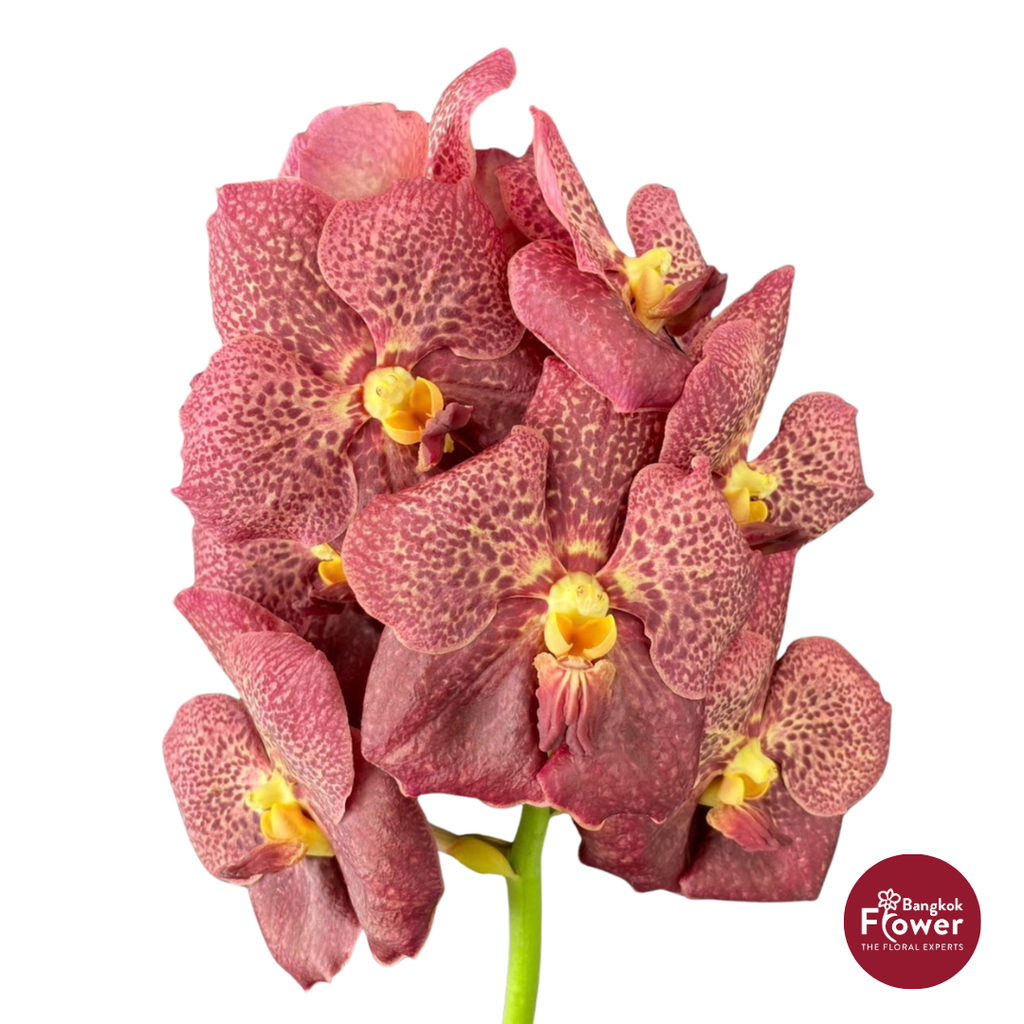 Vanda Orchid Dark Brown