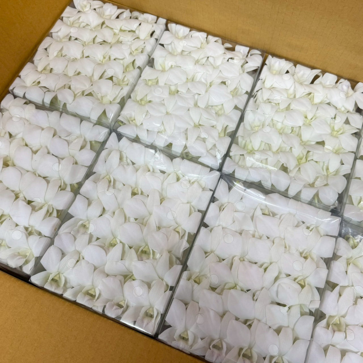 Loose Bloom White