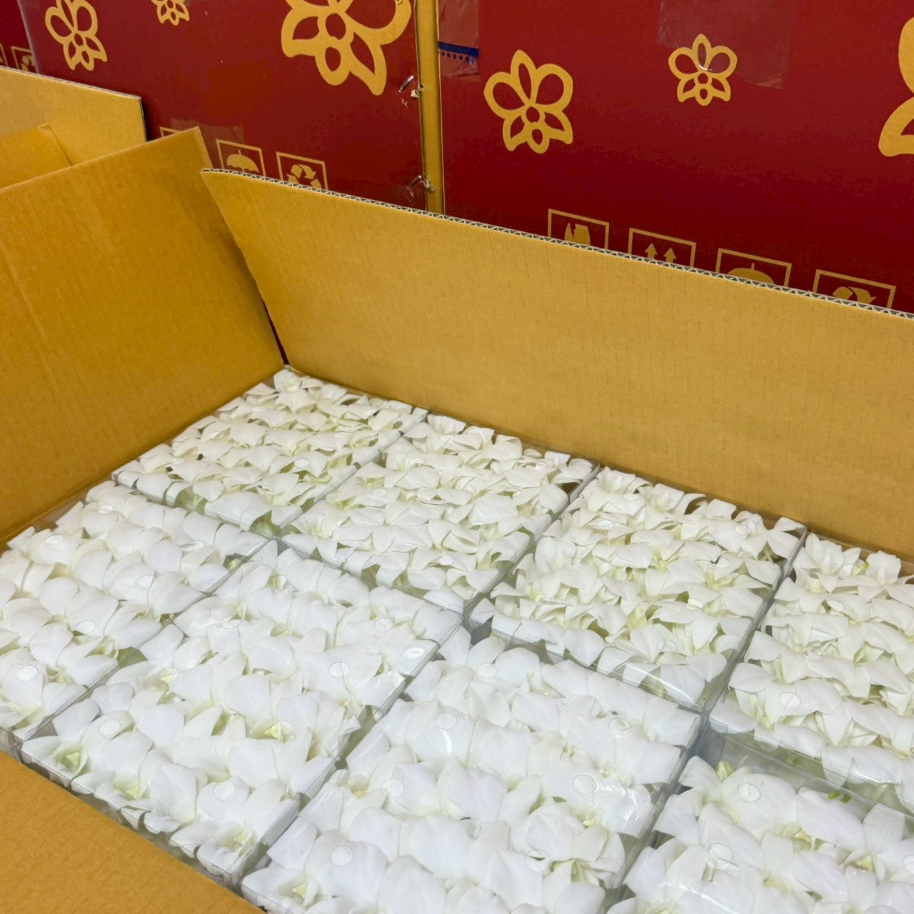Loose Bloom White