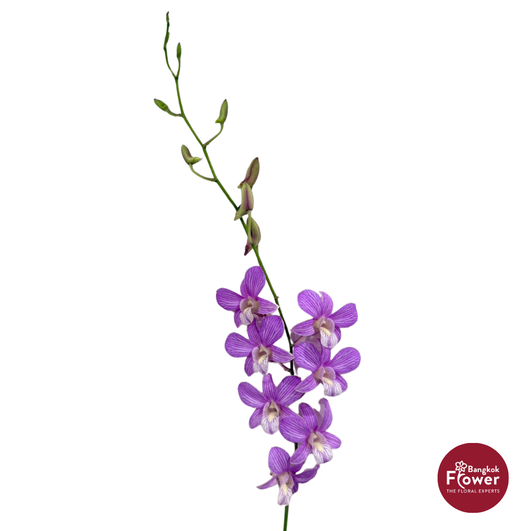 Dendrobium Orchid LJ