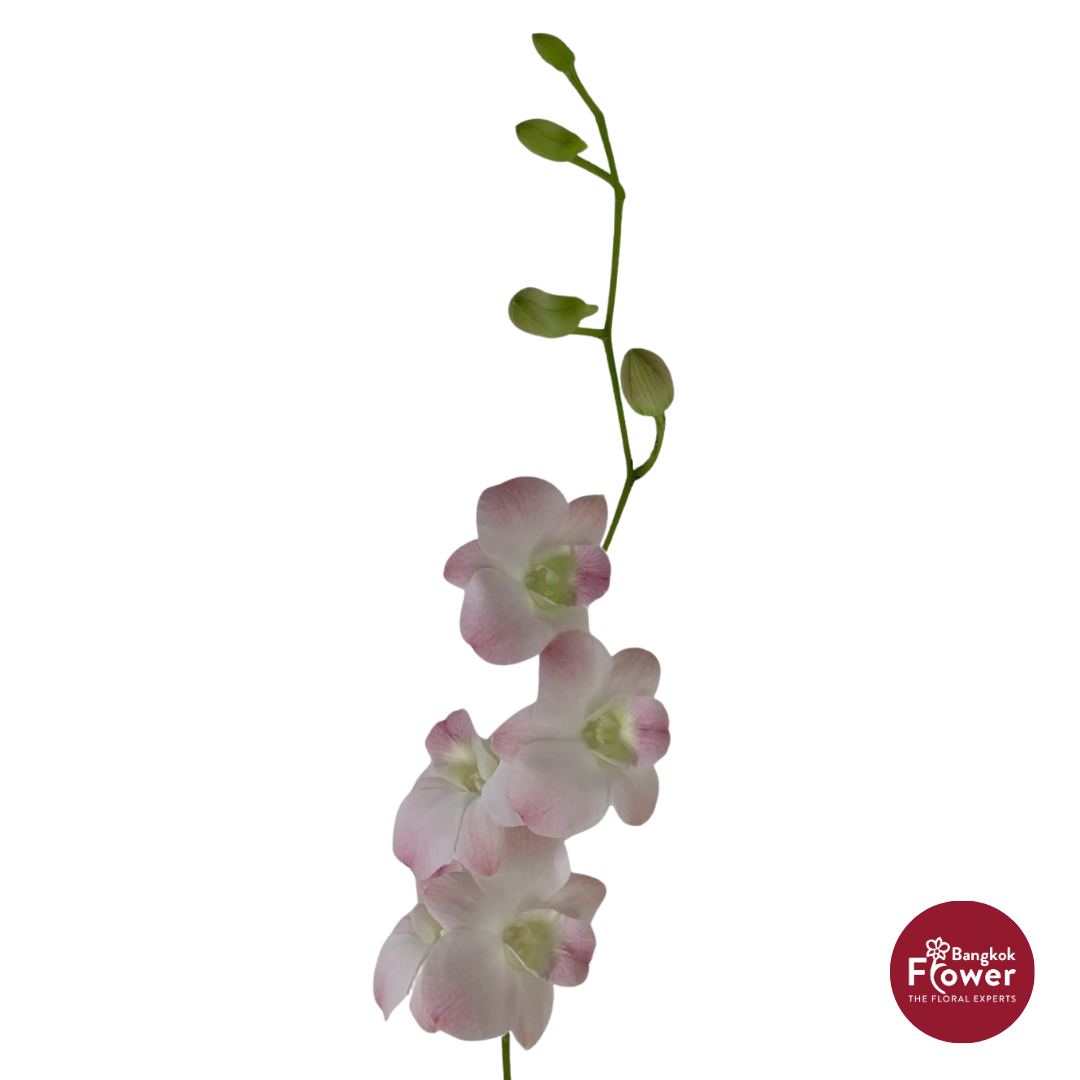 Dendrobium Orchid LJS