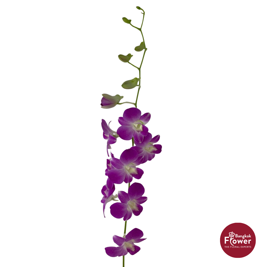 Dendrobium Orchid LP