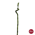 Dracaena Twist
