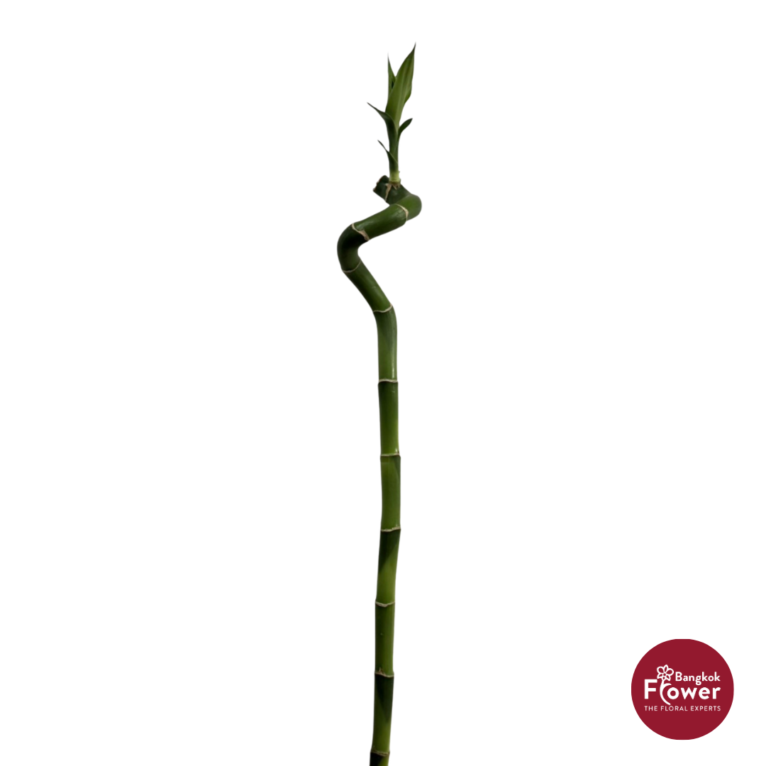 Dracaena Twist