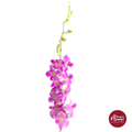 Dendrobium Orchid MNG