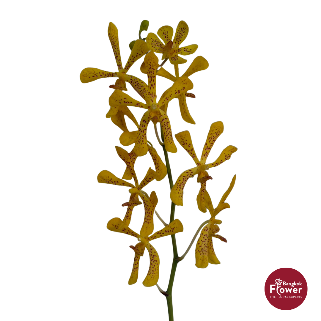 Mokara Orchid TAMMY