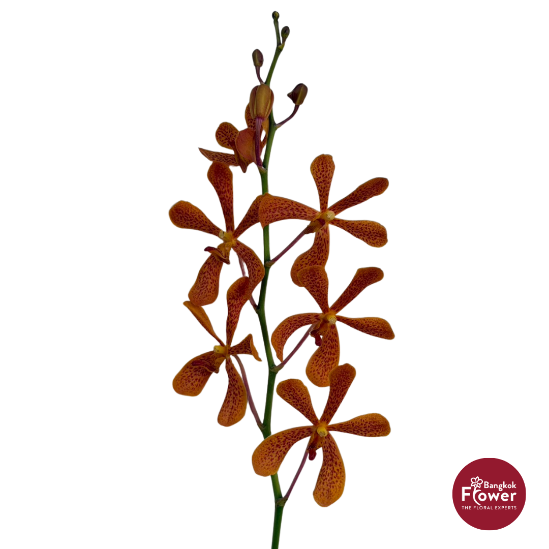 Mokara Orchid TANGERINE