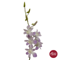Dendrobium Orchid MT