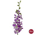 Dendrobium Orchid NNP