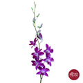 Dendrobium Orchid NPW