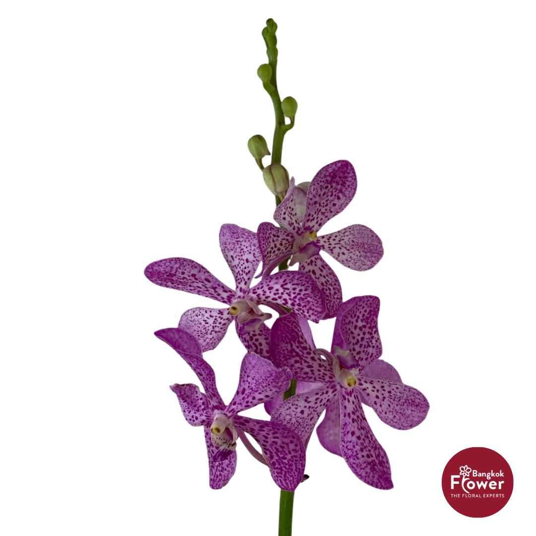 Mokara Orchid NB