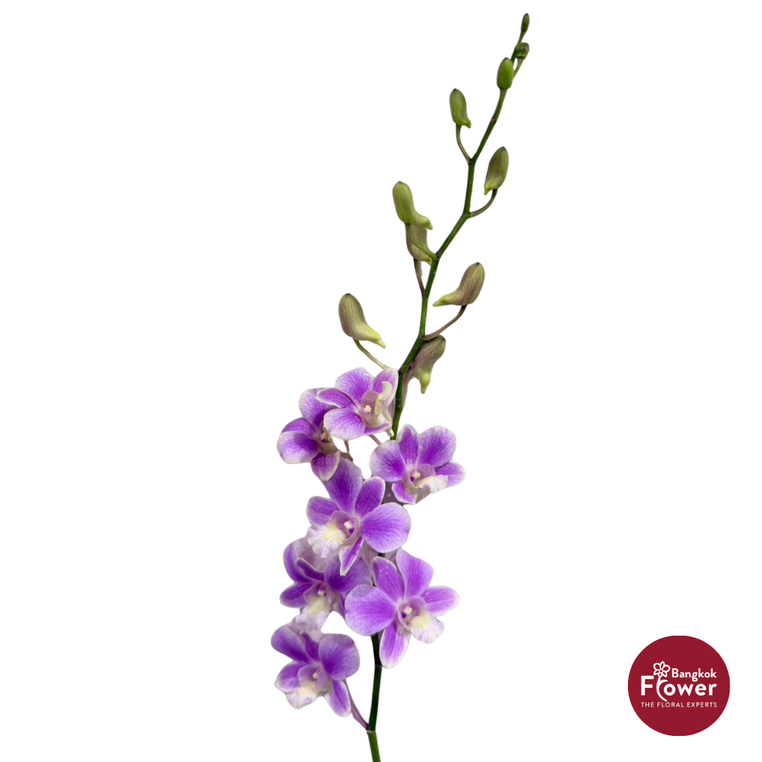 Dendrobium Orchid PJD