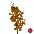 Mokara Orchid PN