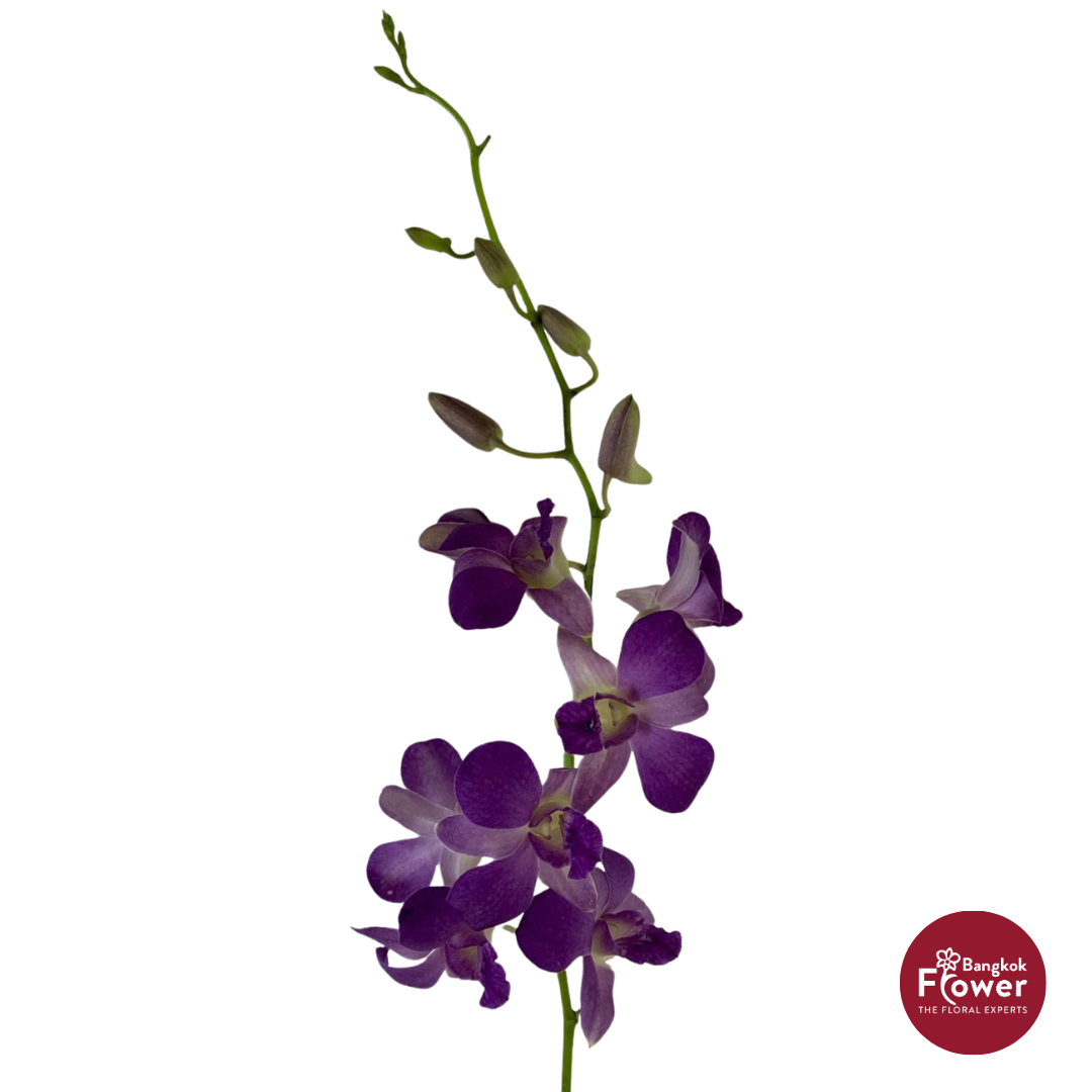 Dendrobium Orchid PP