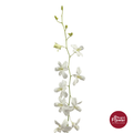 Dendrobium Orchid PW