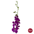 Dendrobium Orchid QP