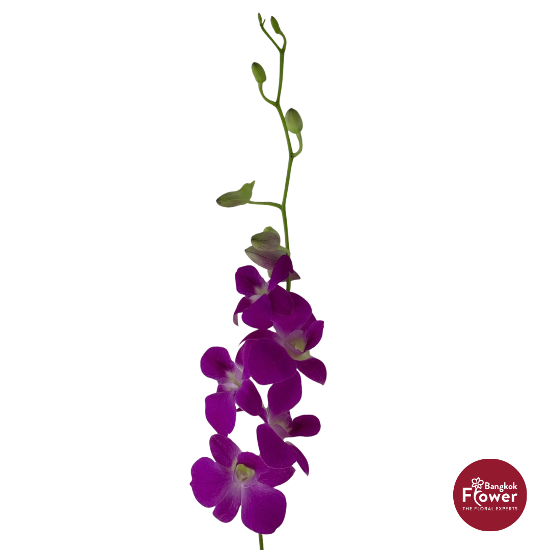 Dendrobium Orchid QP