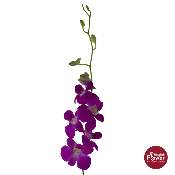 Dendrobium Orchid QP