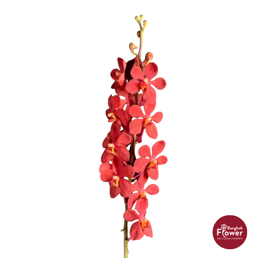 Mokara Orchid RB