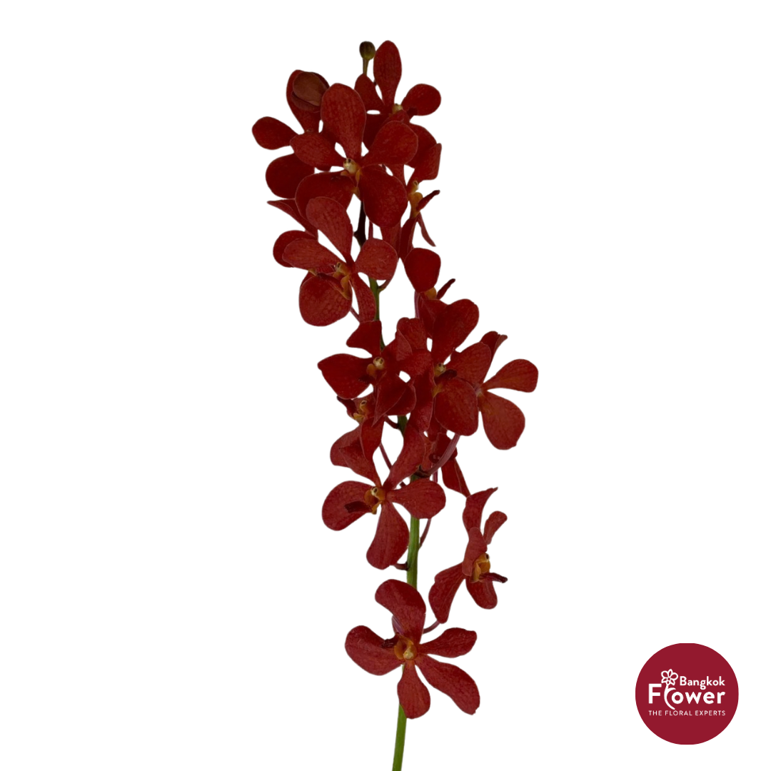 Mokara Orchid RED
