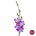 Dendribium Orchid SK