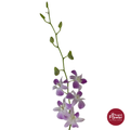 Dendrobium Orchid QP